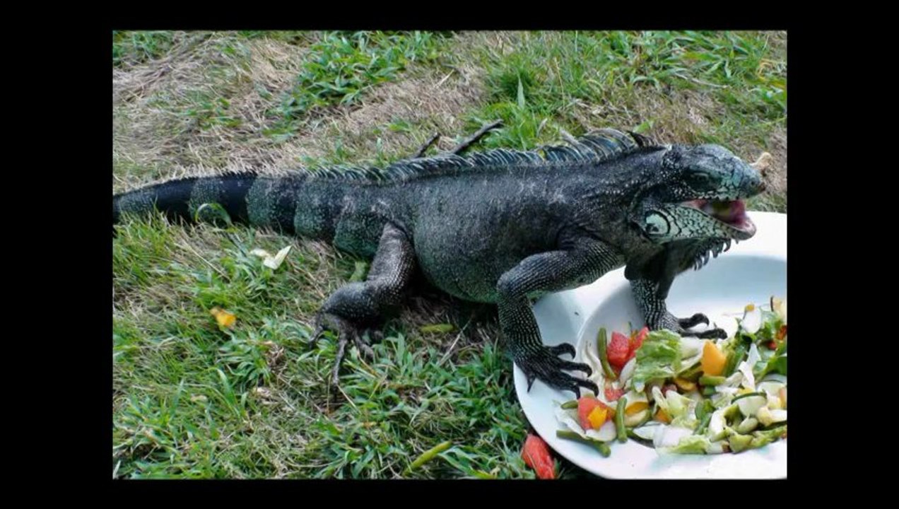 L'Iguane qui rit - diaporama