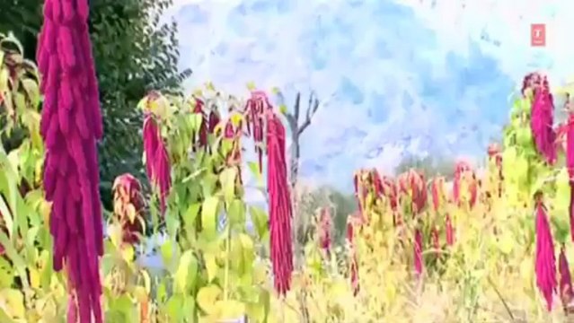 Chakka Chundari Video Song Heera Samdhini - Latest Garhwali Album Songs 2013 - Gajender Rana