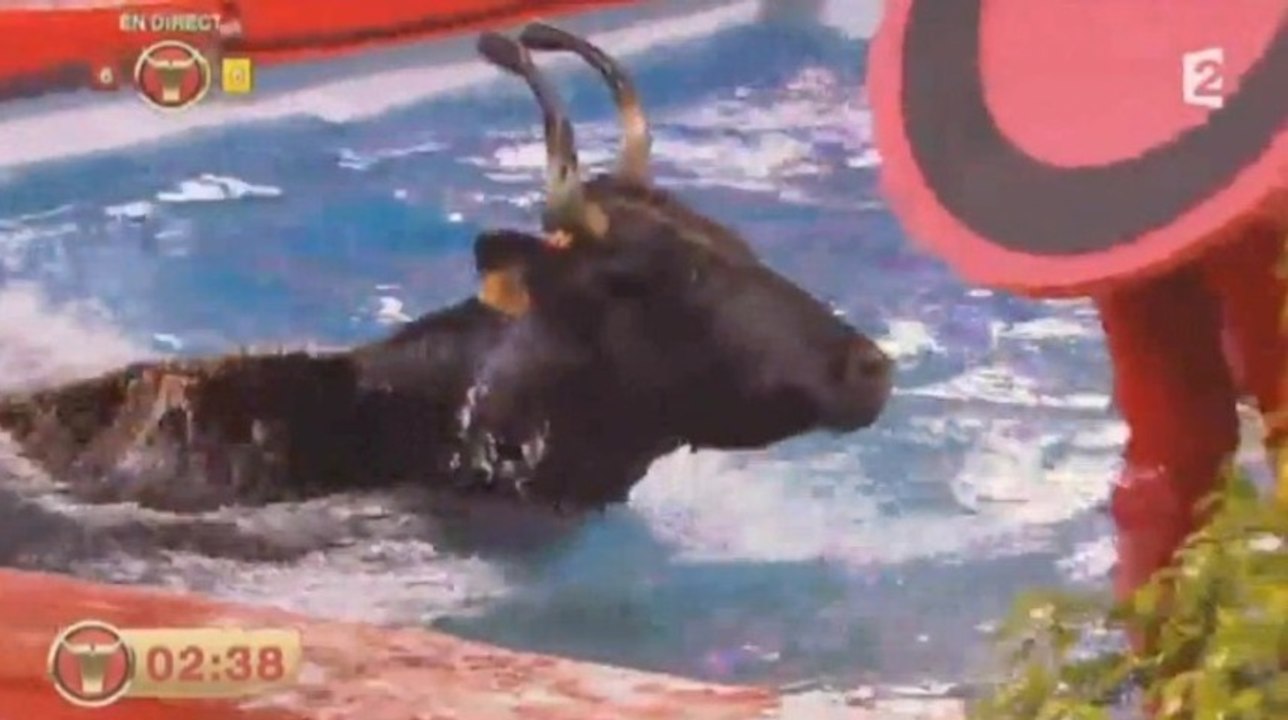 Incident : une vachette tombe dans la piscine d'Intervilles !