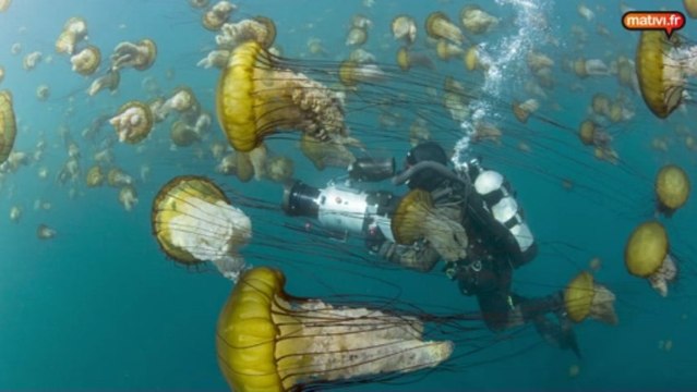 OCEANS, le dernier film de Jacques Perrin.