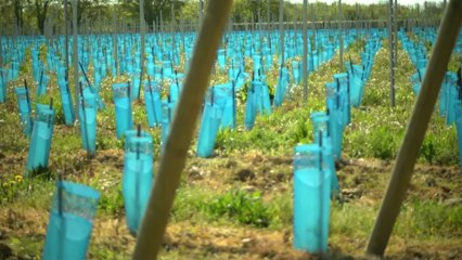 Réduire l’impact des produits phytosanitaires