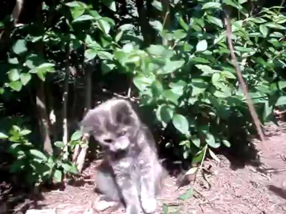 IRIS le 01 juillet 13 portee maine coon du 23 mars 2013