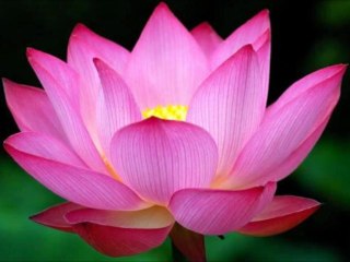 琵琶独奏曲：快乐 Pipa Music - Joyful