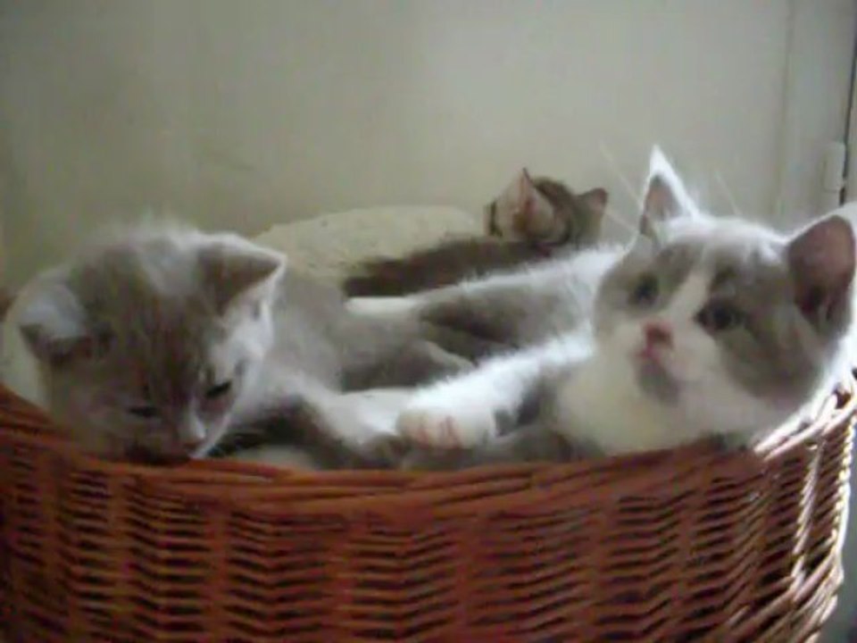 FAWN et lilac et blanc 29 06 13