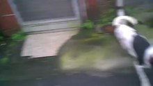 Jailbreaking My Neighbor's Dog