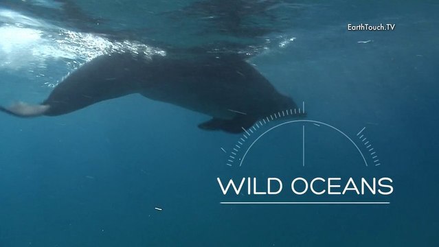 Taking a Dip with Bottlenose Dolphins