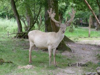Moulin  de Poyaller - 40 . Les Landes