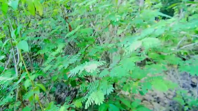 Rencontres Jeunes et Patrimoines de l'Outre-mer 2012 en Martinique