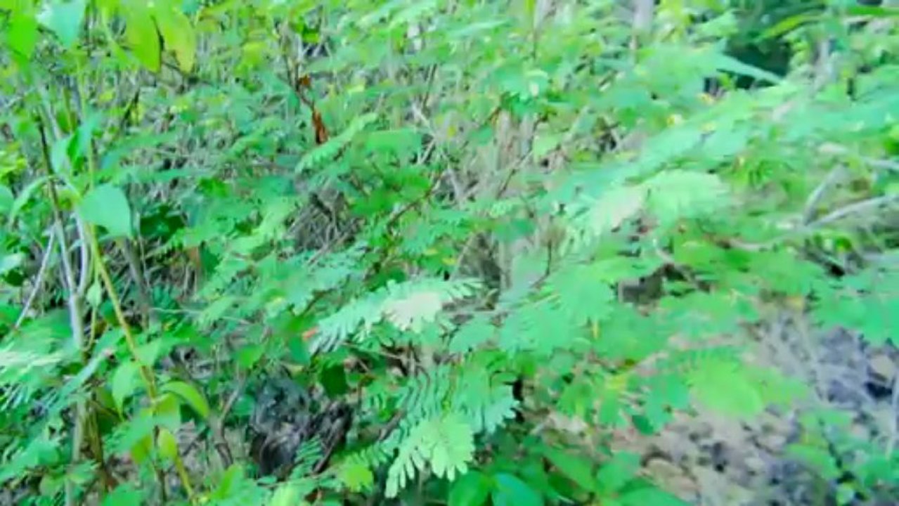 Rencontres Jeunes et Patrimoines de l'Outre-mer 2012 en Martinique