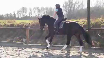 estrade B galop carriere