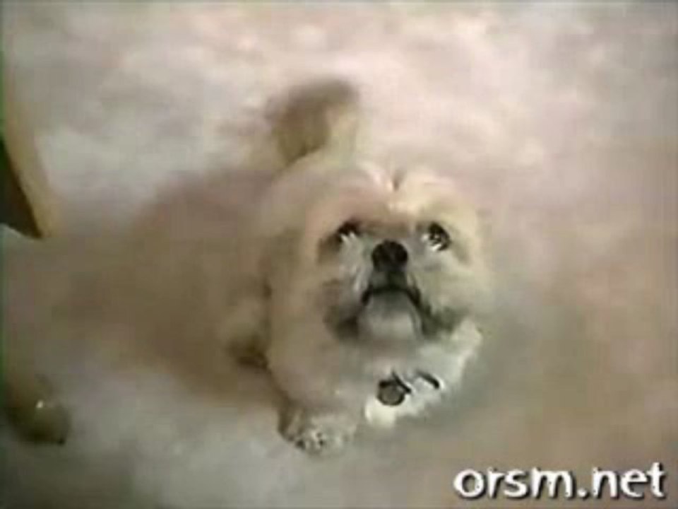 talkingdogs