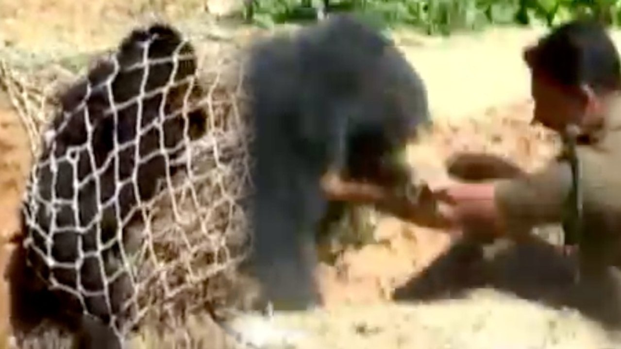 Forest Rangers Rescue Bear, Bear Mauls Forest Rangers