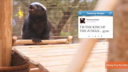 Meet the World's First Live Tweeting Badger