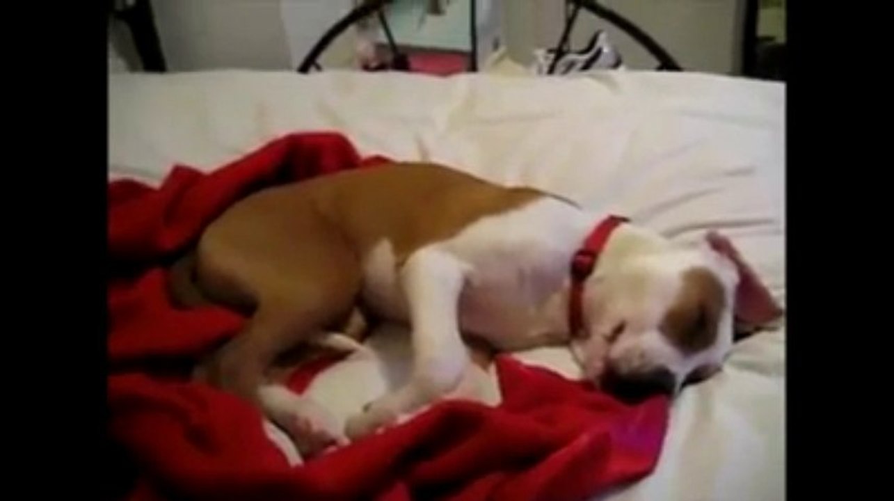Sleepy Animals :)))