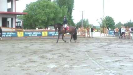 ESTRADE B paddock trot