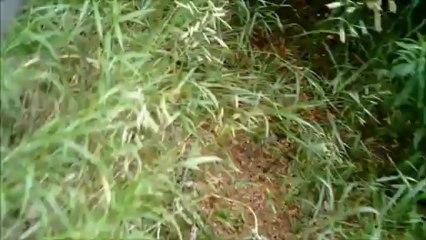 Tree Cutting by Cowboy Jaxamous