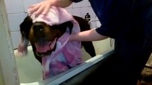 Roma taking bath