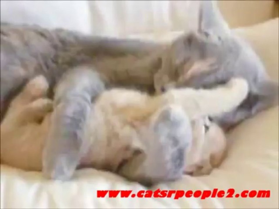 One naughty kitten