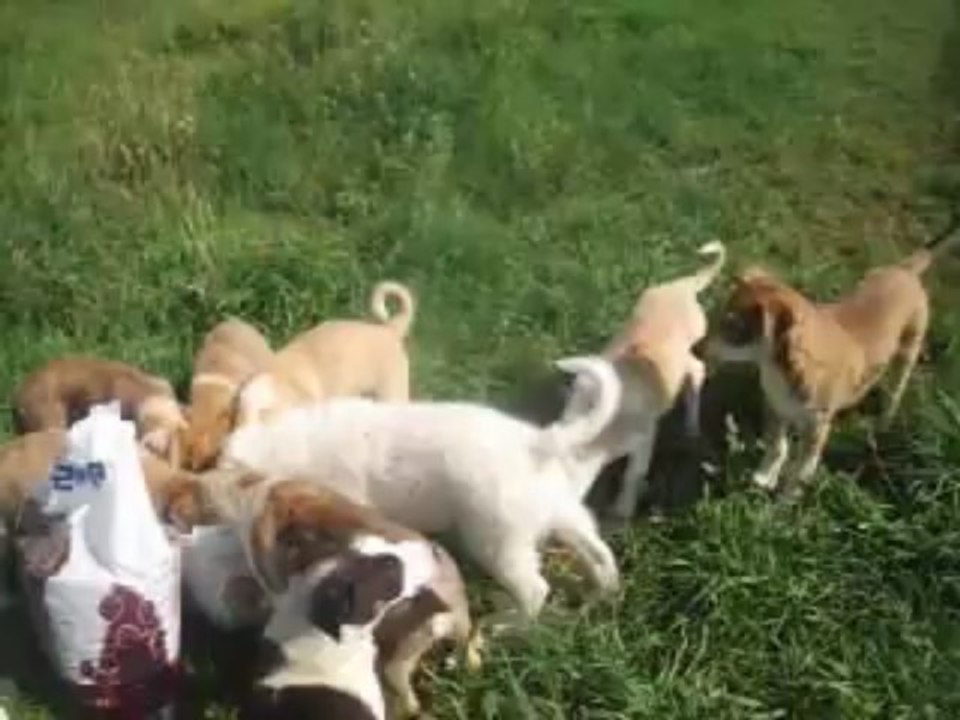 Puppies Mihaela