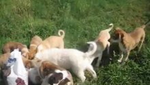 Puppies Mihaela