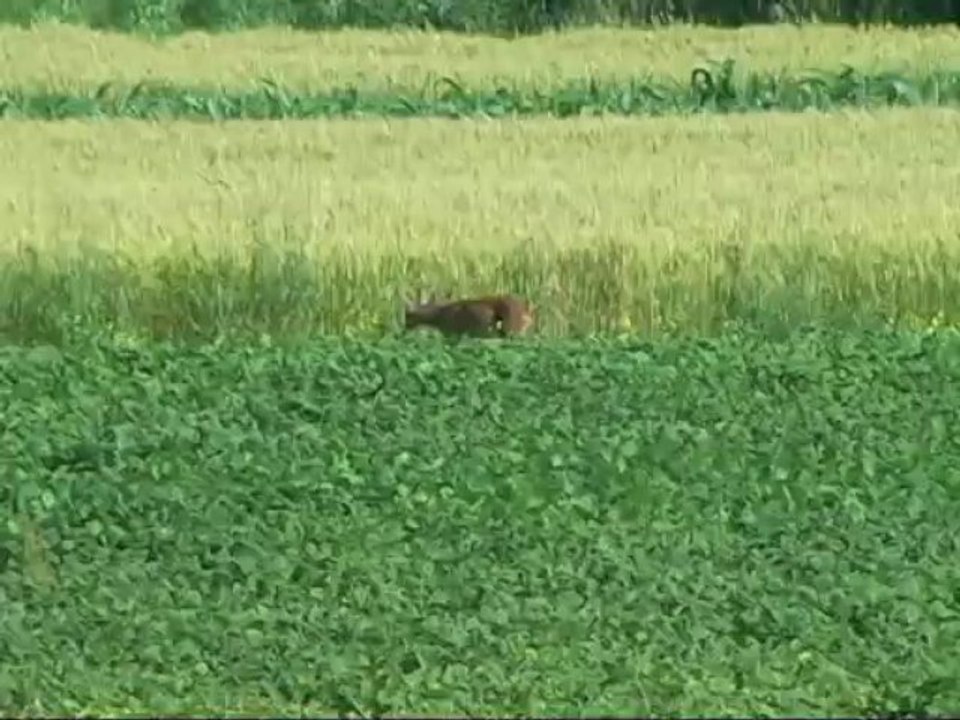 Biche oh, ma biche..