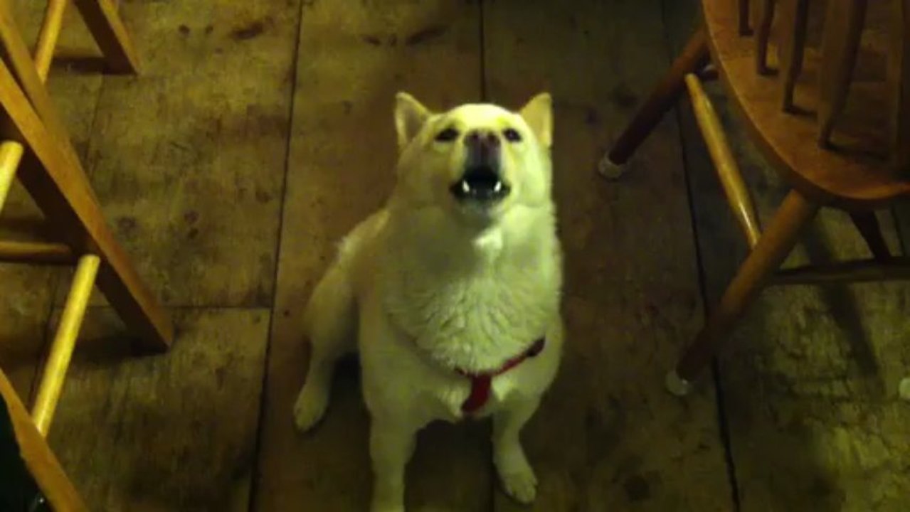 howling dog