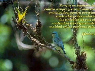 ALELUYA(JON  NALBANTIAN)01-12-09)-