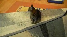 Tiger3
