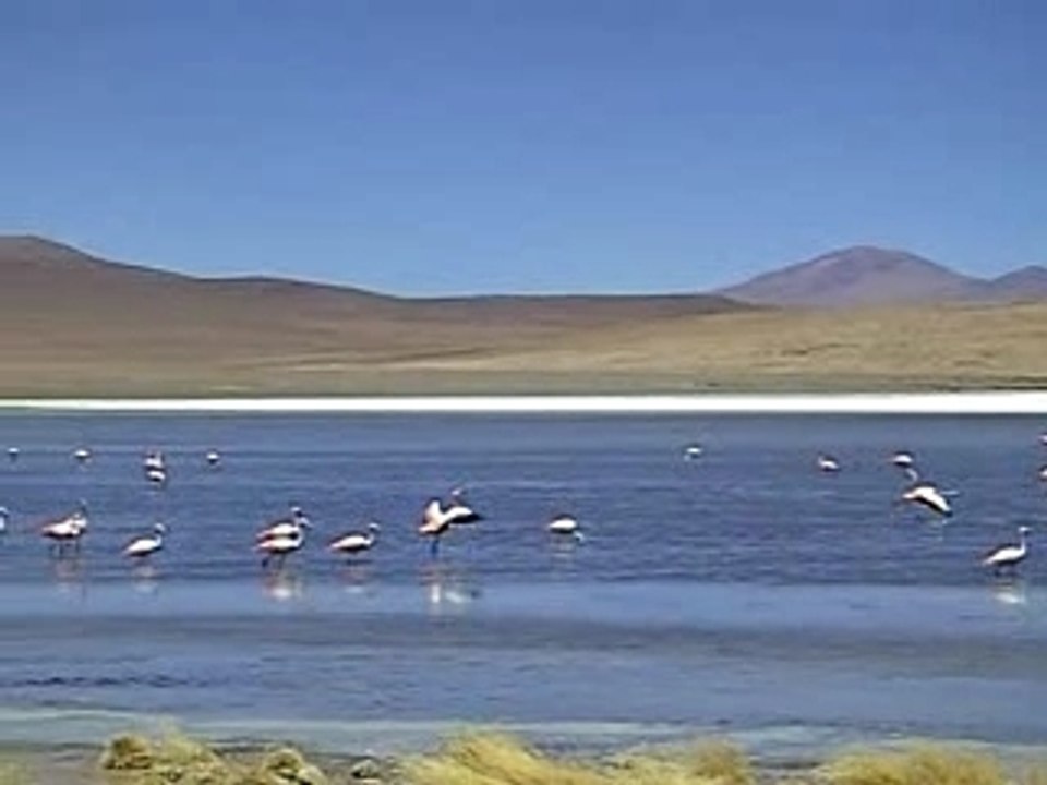 Flamands roses sur une lagune