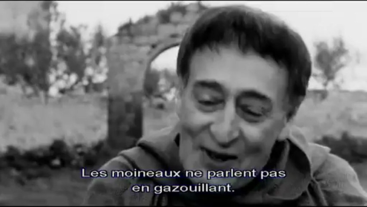 Des oiseaux, petits et gros ( extrait VOST )