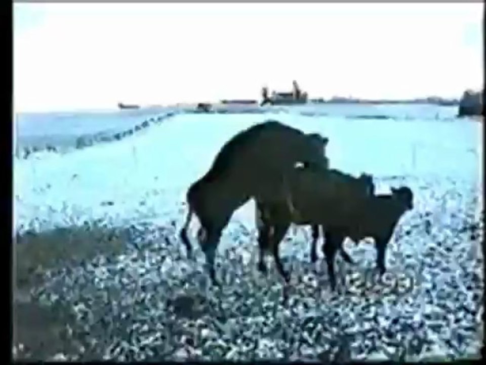 FLASH HABER becerıksız boğa SESLİAFACANLAR SESLİAFACANLAR SESLİAFACANLARR