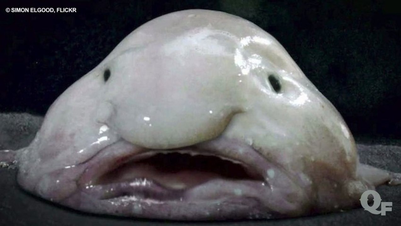 The Ugliest Endangered Animals on Earth