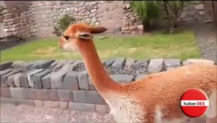 Turistin Yüzüne Tüküren Lama