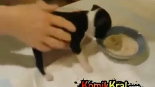 Yemek yerken kendini kaybeden yavru köpek