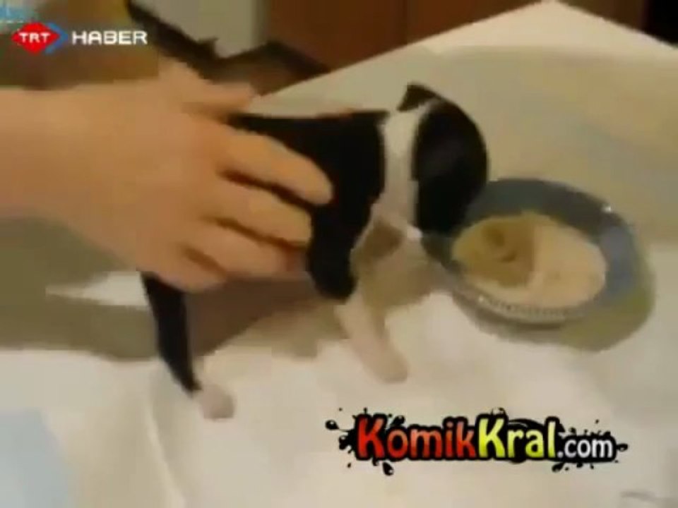 Yemek yerken kendini kaybeden yavru köpek