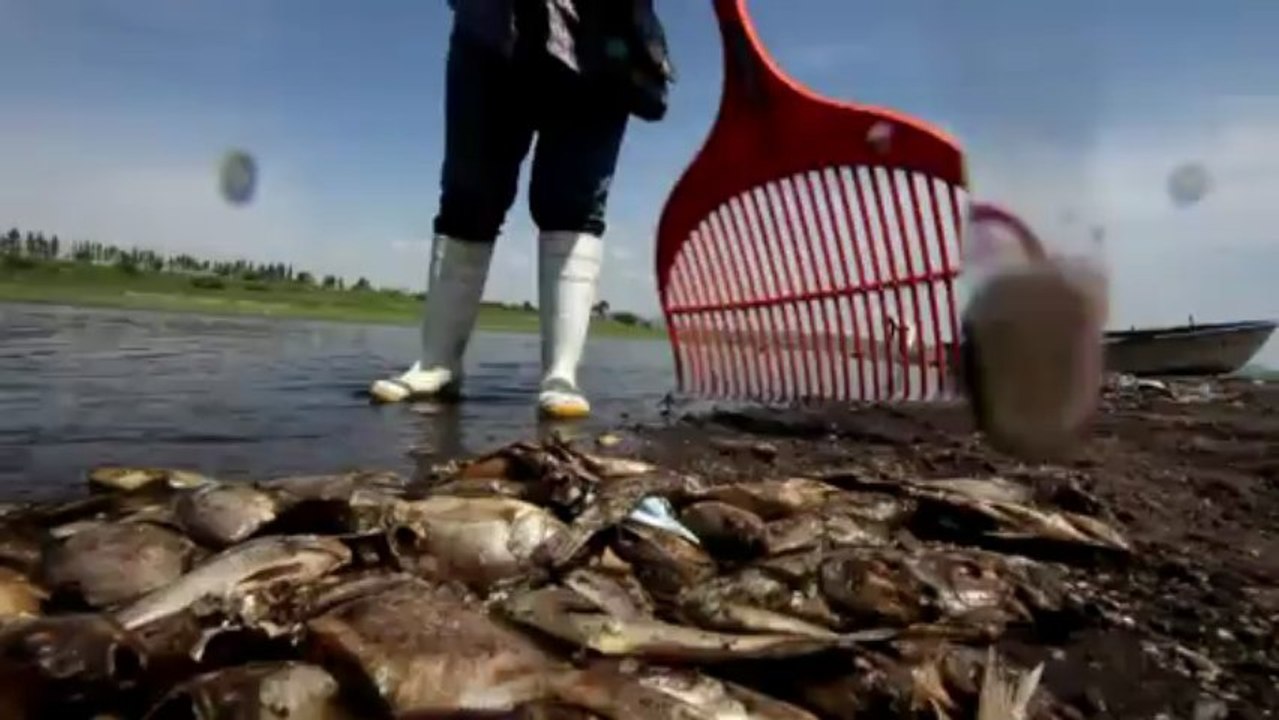 500 tonnes of fish killed by spill in Mexico lagoon