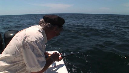 SFTV: Snapper Under Siege Part 2