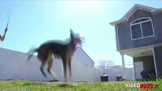 Ce chien fait de la corde à sauter mieux que vous et moi !