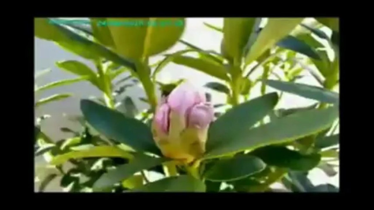 Florilège