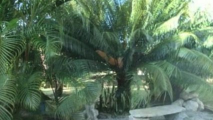 Sítio 600m2 À Venda Em Porto Seguro