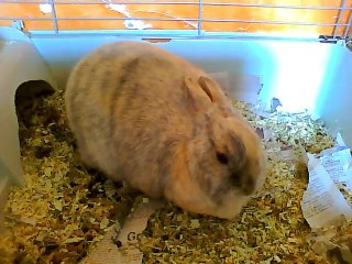 Le lapin qui était surnommé gros tas ( le mien )