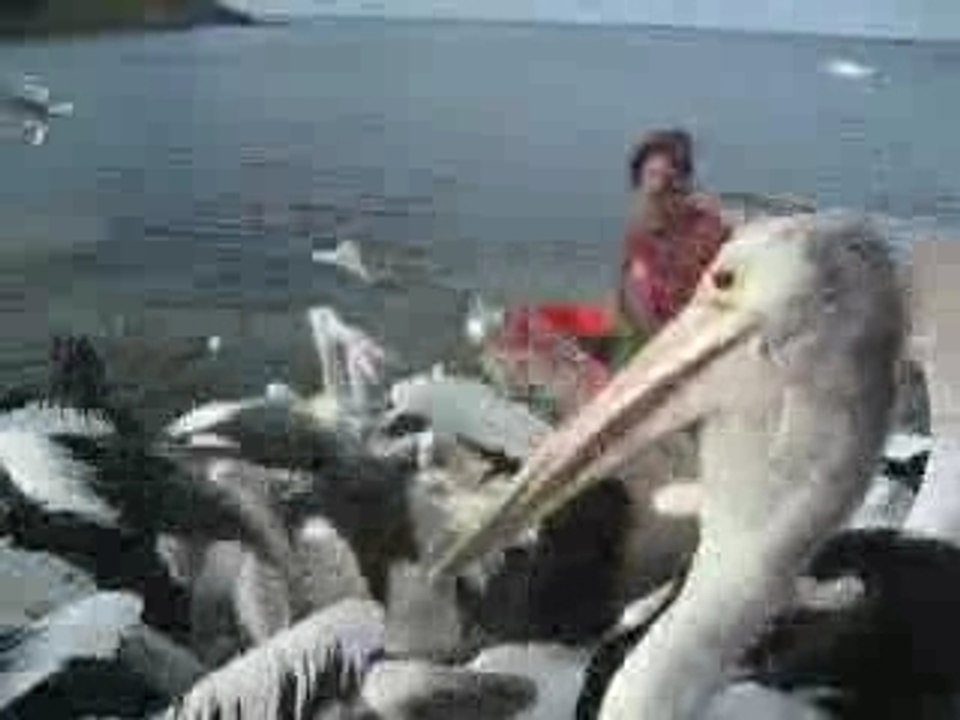 Les pelicans