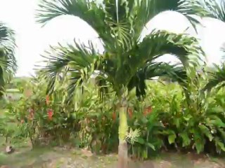 MAUI, HAWAII  2013 021