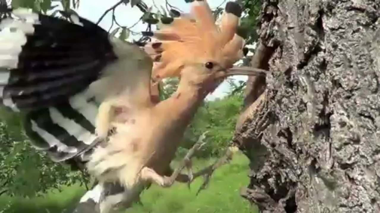 Huppe fasciée