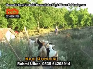 keçiüreticisi-rahmiülker-hacıveliobaköyü-gönenbalıkesir-keşiftv-olaytv-05356428914