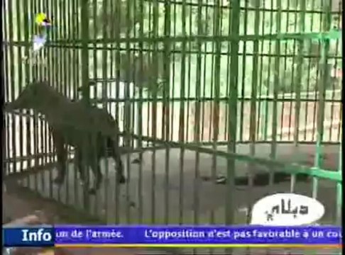 DABALAYE ARABE DU 02 JUILLET 2013 SUR TOL