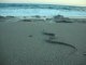 Serpent Snake Damnoni Beach Bay South Crete THE BALKAN WHIP SNAKE – COLUBER  GEMONENSIS (?)
