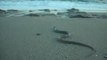 Serpent Snake Damnoni Beach Bay South Crete THE BALKAN WHIP SNAKE – COLUBER  GEMONENSIS (?)