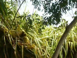 MAUI, HAWAII   2013 005