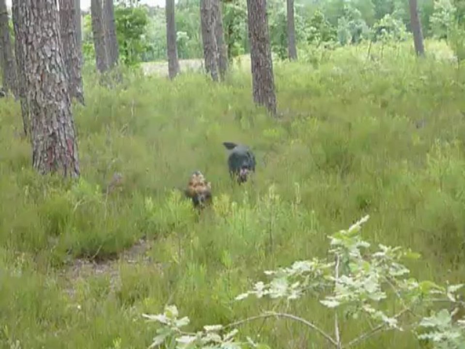 Teddy dans les bois